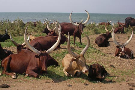 Ofertas de Uganda